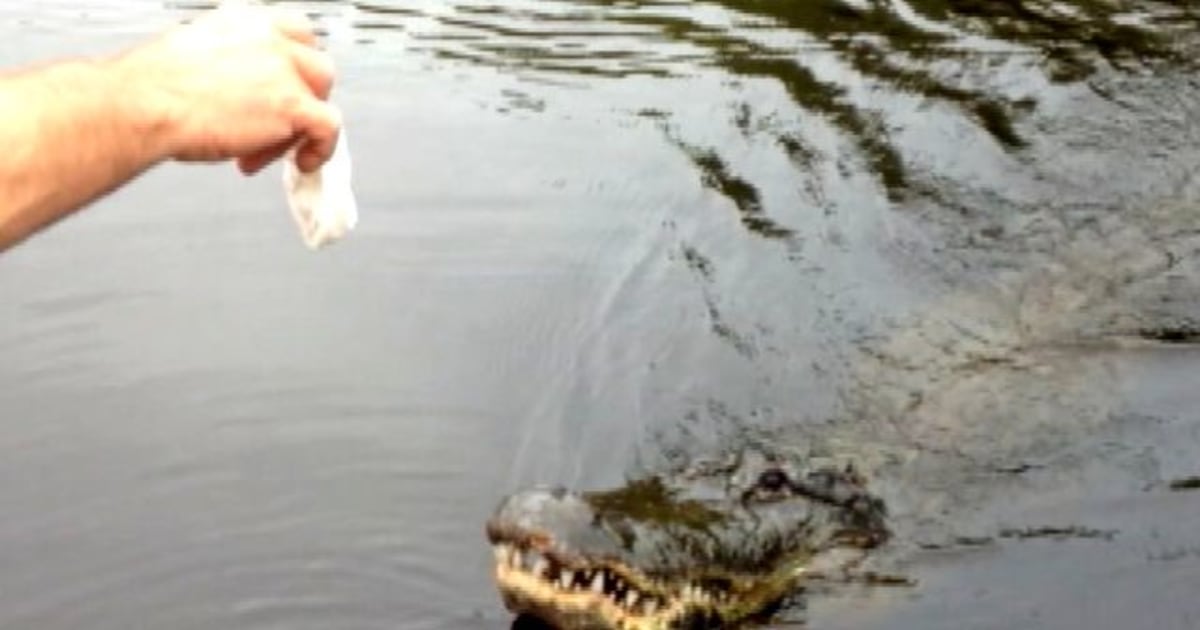 Alligator bites off man's hand